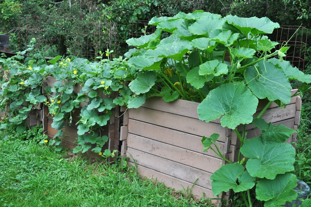 [squash and melon vines, same on compost, cucumber tp]