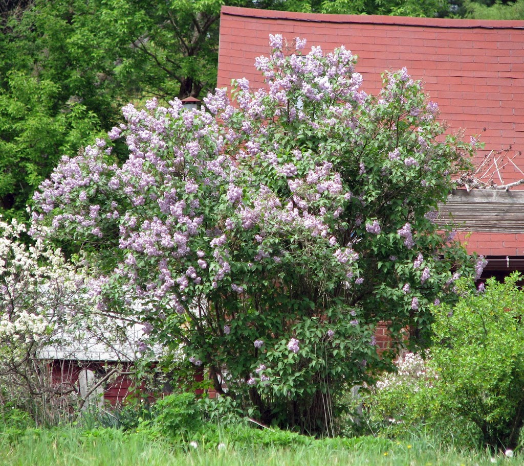 PRUNING A LILAC, DEALING WITH APHIDS