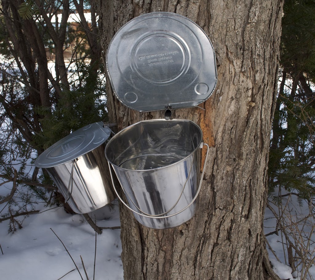 Best Buckets For Maple Syrup at Cartwright blog