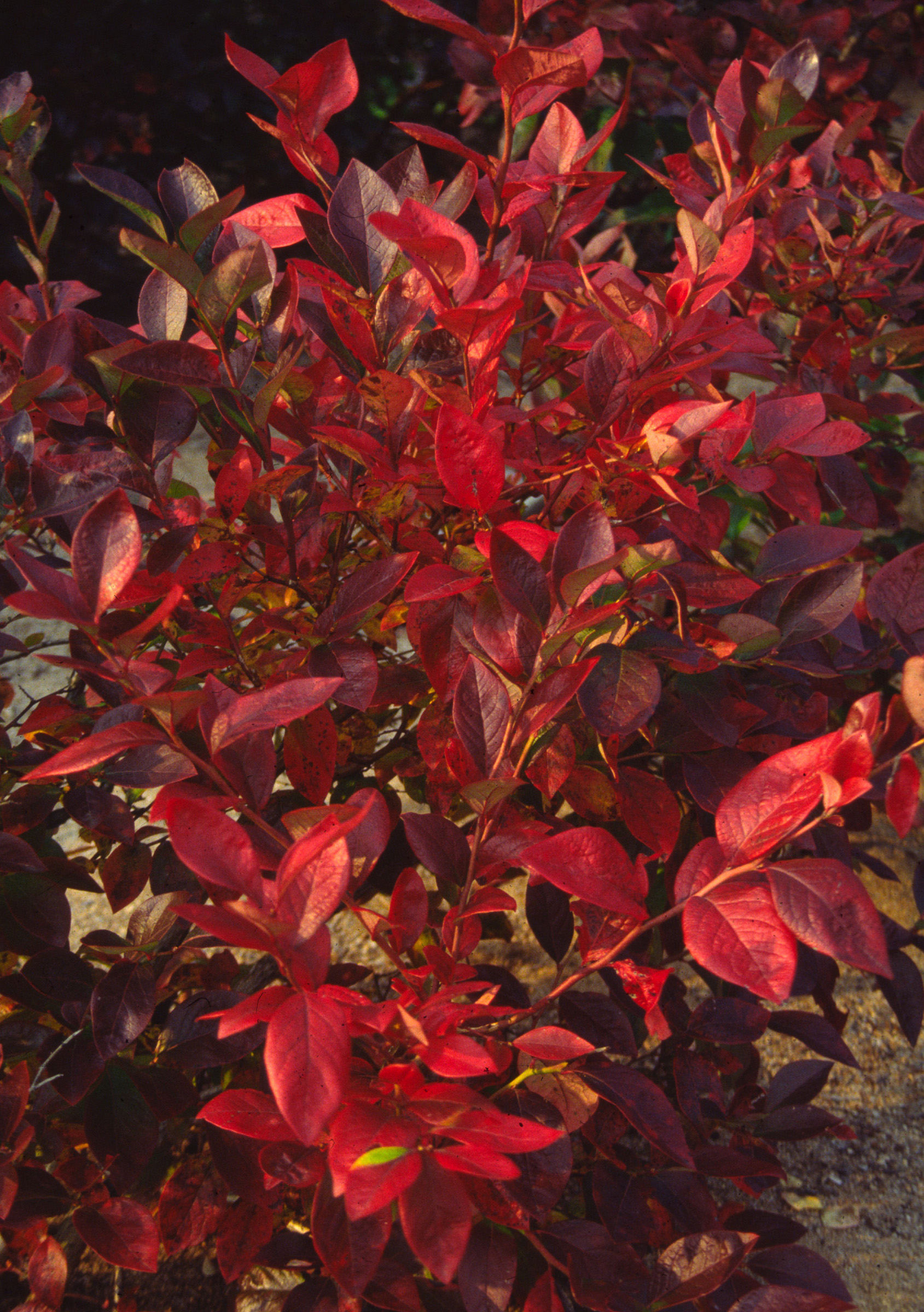 BLUEBERRIES OUTSIDE, APHIDS INSIDE
