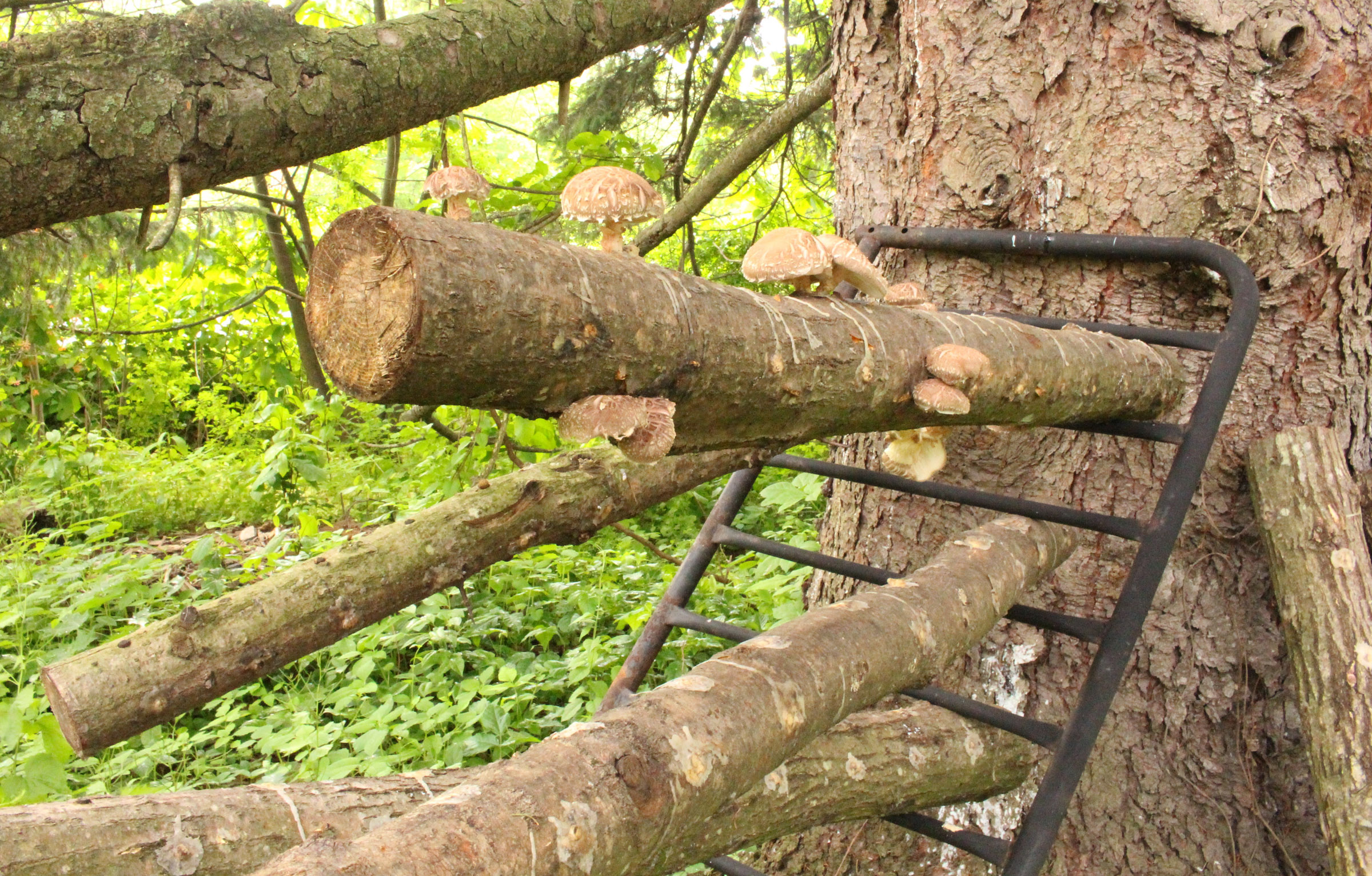 MAKING THE MOST OF WET GROUND
