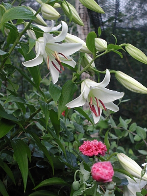 Casablanca lily in the garden