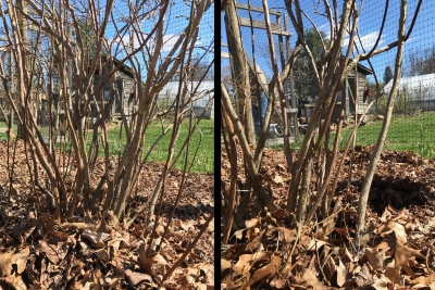 Blueberry before & after pruning