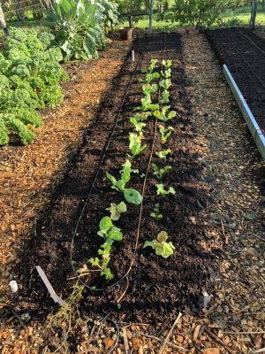 Planted bed, endive, lettuce
