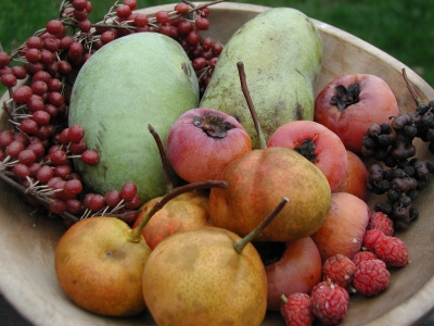 Uncommon Fruits of Fall