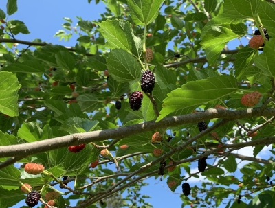 Oscar mulberry