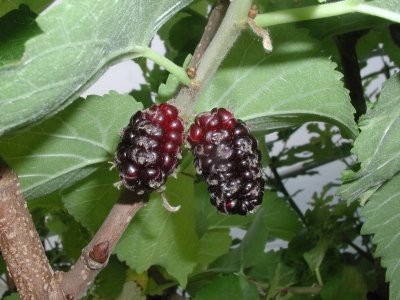 Black mulberry, M. nigra