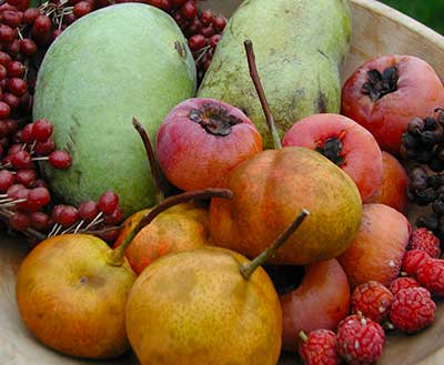 autumn uncommon fruit