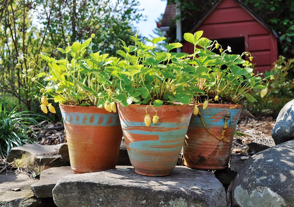 Permalink to Talking Fruits & Pleasant Aromas Potted alpine strawberries