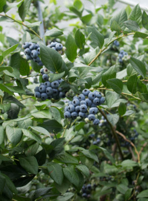 Blueberry fruit cluster