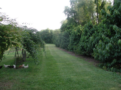 Pawpaws interplanted with blackcurrants, and a row of hardy kiwis