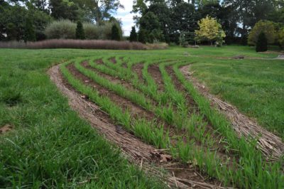 Rye cover crop