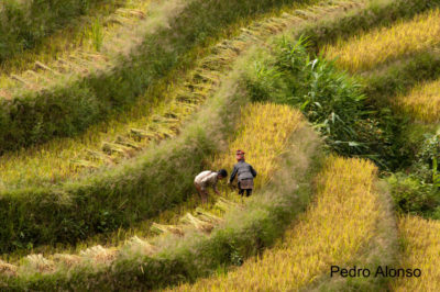 Terraced field in Viet Nam