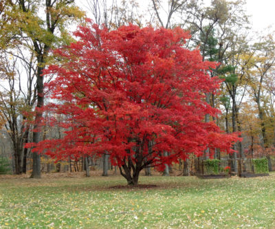 Japanese maple in autumn
