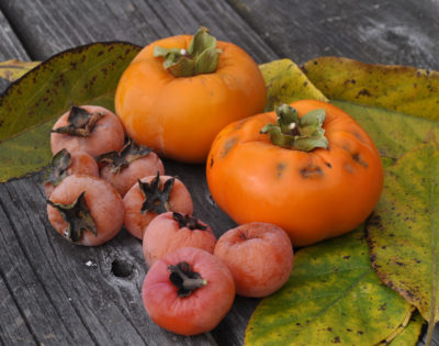 Asian & American persimmon, compared