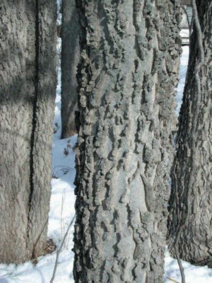 Hackberry bark