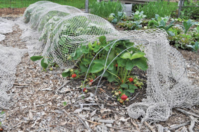 My strawberry bed in its prime