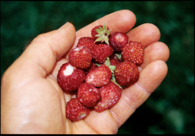 Musk strawberry