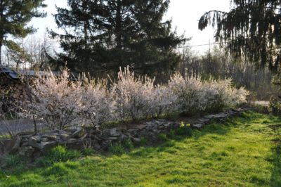 Nanking cherry hedge
