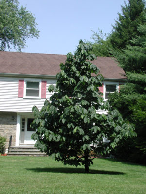 Pawpaw tree in my cousin's lawn