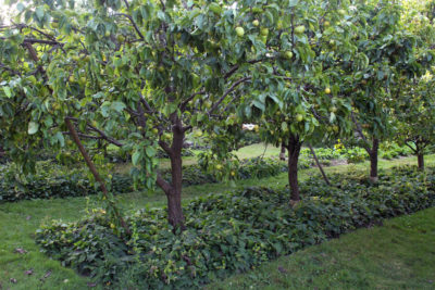 Asian pear, comfrey, and lawn