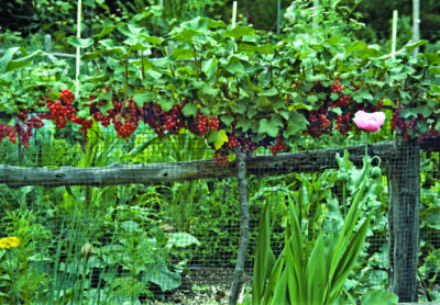 Redcurrant espalier