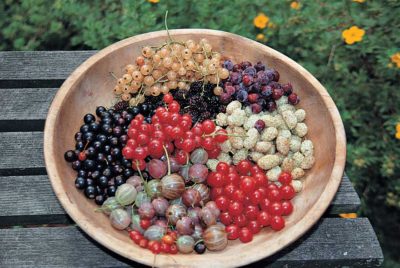 Summer's berries