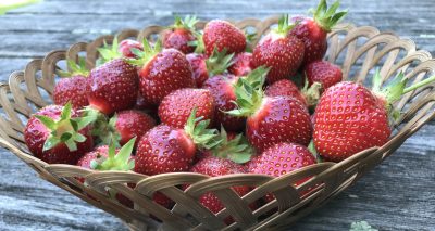 Strawberry harvest