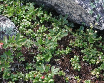 Lingonberry in White Mountains