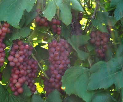 Vanessa grapes