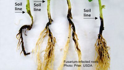 Fusarium-infected pea roots