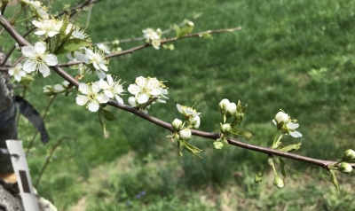 Clusters (spurs) of blossoms on plum
