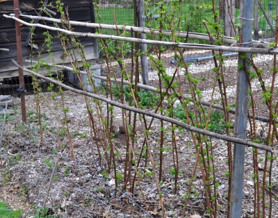 Red raspberry bed, pruned