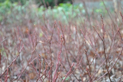 Lowbush blueberries, flower buds