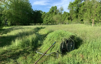 Meadow with cartful of scythed hay