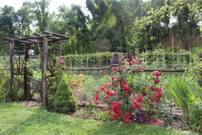L D Braithwaite rose