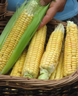 Golden Bantam sweet corn, non-hybrid