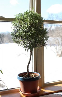 Potted rosemary tree in winter