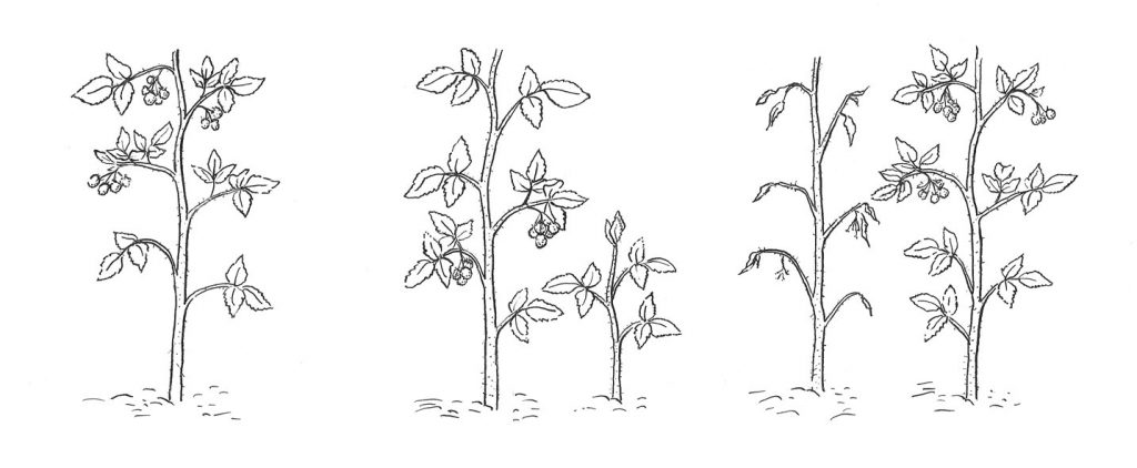Pruning, Flowers