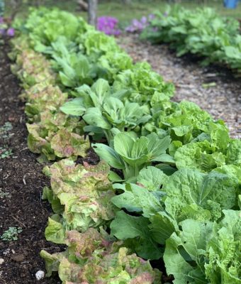 Bed of lettuce and chinese cabbage
