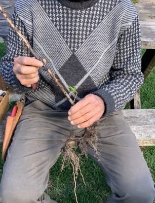 Damaged rootstock