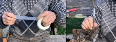 Sealing the graft with Parafilm