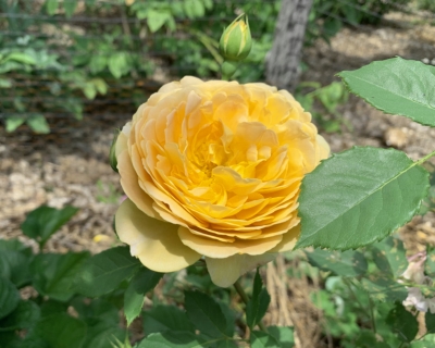 Golden Celebration rose