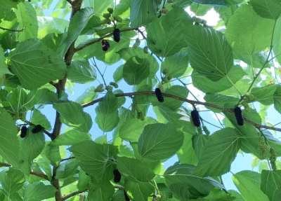 Illinois Everbearing mulberry