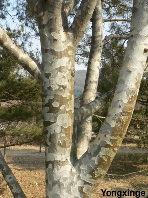 Pinus bungeana, bark