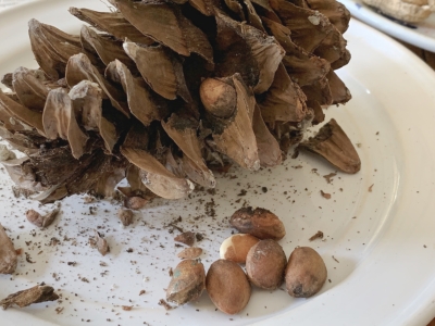 Pinus koreansis cone and nuts