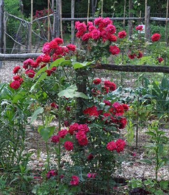 LD Braithewaite rose