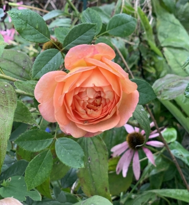 Lady of Shallot rose