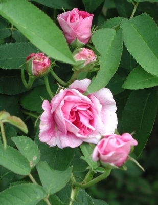 Rose d'Ipsahan