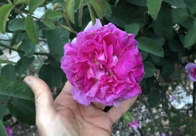 Rose d'Ipsahan blossom